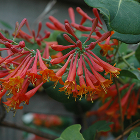 Plant Photo 2