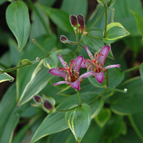 Plant Photo 4