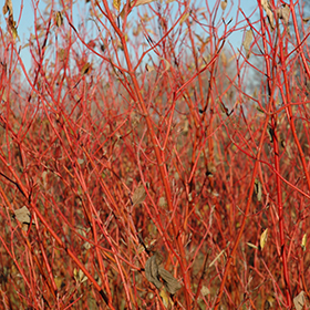 Plant Photo 1