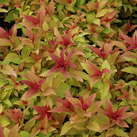 Plant Photo 10