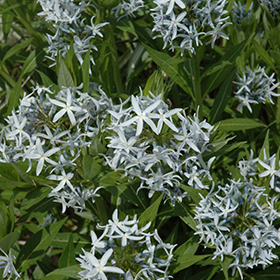Plant Photo 5