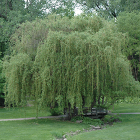 Plant Photo 9