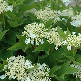 Plant Photo 7