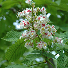 Plant Photo 1