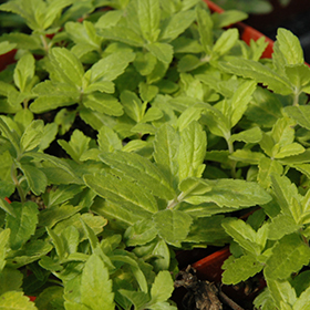 Plant Photo 10