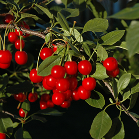 Plant Photo 8