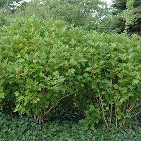 Plant Photo 9