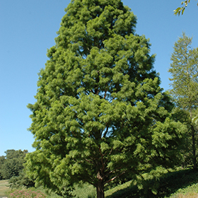 Plant Photo 6