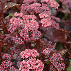 Plant Photo 8