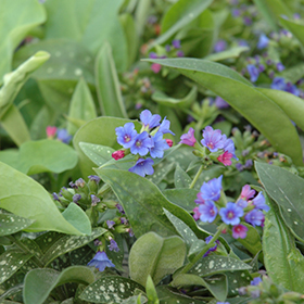 Plant Photo 2
