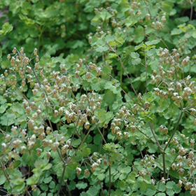 Plant Photo 5