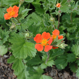 Plant Photo 5