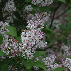 Plant Photo 6