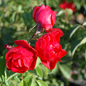 Plant Photo 7
