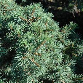 Plant Photo 4
