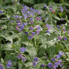 Plant Photo 3