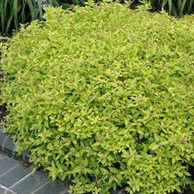 Plant Photo 9