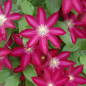 Plant Photo 6