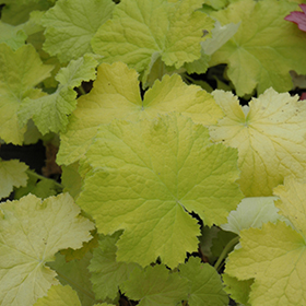 Plant Photo 7