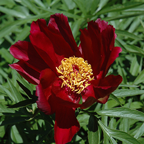 Plant Photo 8