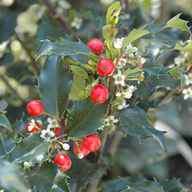 Plant Photo 7