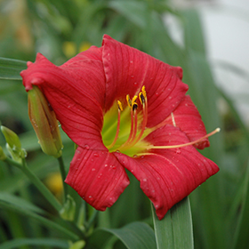 Plant Photo 2