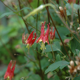 Plant Photo 4