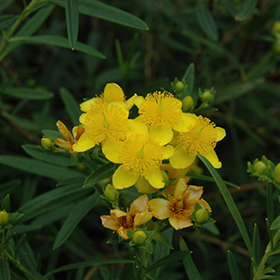 Plant Photo 6