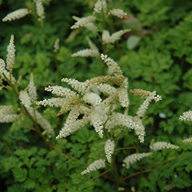 Plant Photo 10