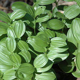 Plant Photo 7
