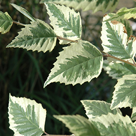 Plant Photo 2