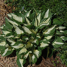 Plant Photo 4