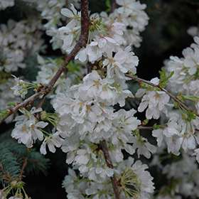 Plant Photo 9