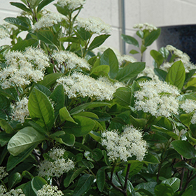 Plant Photo 2
