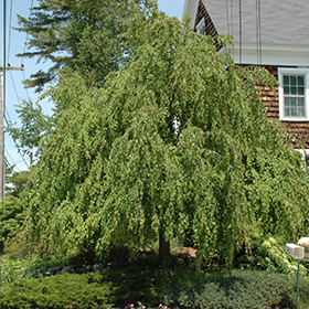 Plant Photo 1