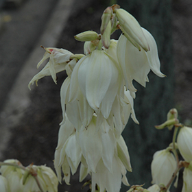 Plant Photo 2