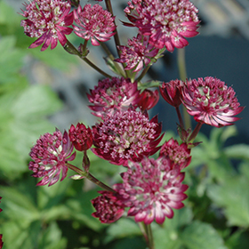 Plant Photo 4