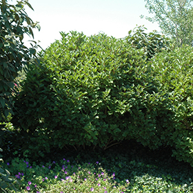 Plant Photo 8