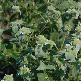 Plant Photo 3