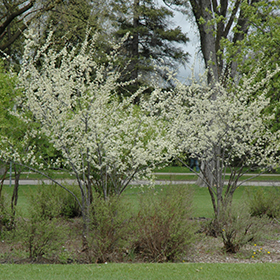 Plant Photo 4