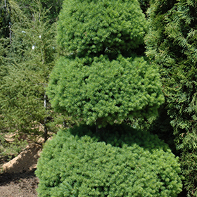 Plant Photo 9