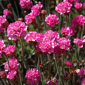 Plant Photo 5