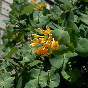 Plant Photo 1