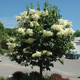 Plant Photo 4