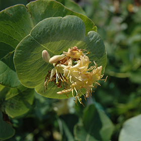 Plant Photo 9
