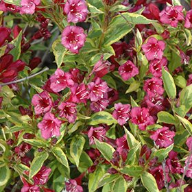 Plant Photo 8