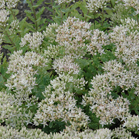 Plant Photo 4