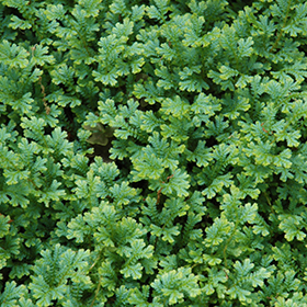 Plant Photo 2
