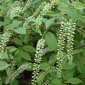 Plant Photo 8