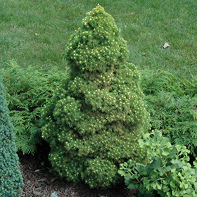 Plant Photo 9